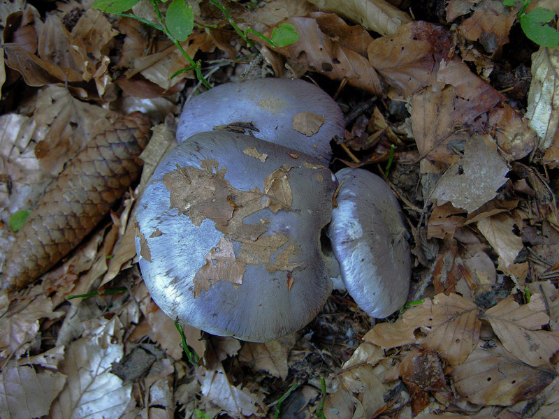 Cortinarius cumatilis.